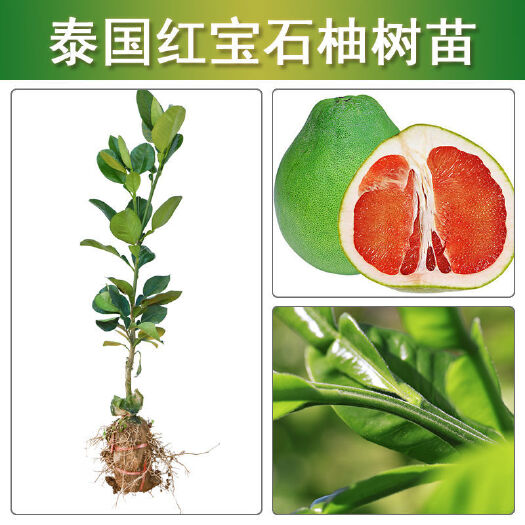钦州泰国红宝石柚苗  泰国红宝石青柚苗
