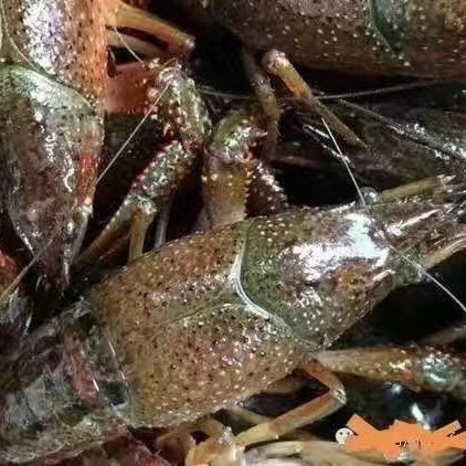 监利市优质小龙虾出售456中青