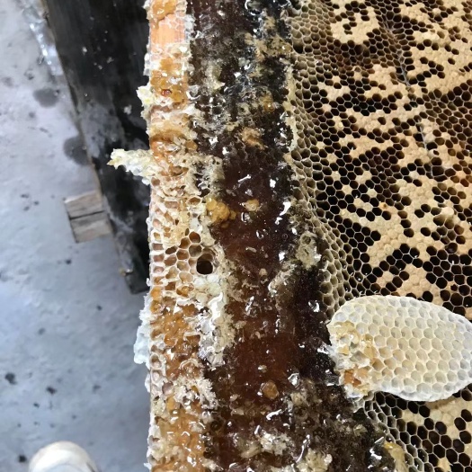 罗定市鸭脚木蜜 中华蜂蜜