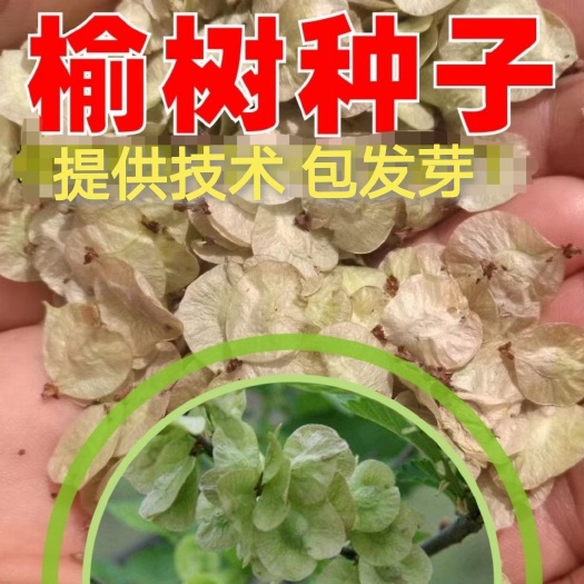 新采榆树种子 白榆种子 金叶榆籽提供技术 包发芽 种植简单