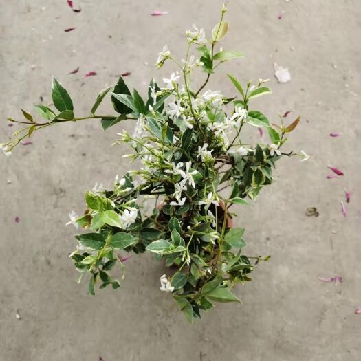 广州 230#花叶风车茉莉到新货，16盆每件，32块