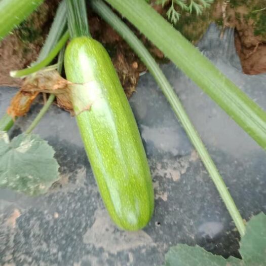 遂宁绿皮西葫芦  西胡芦，油油瓜，嫩绿色长棒型，好品质你值得拥有