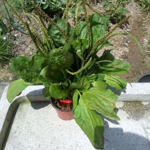 建德市车前草全草水洗干湿可发。