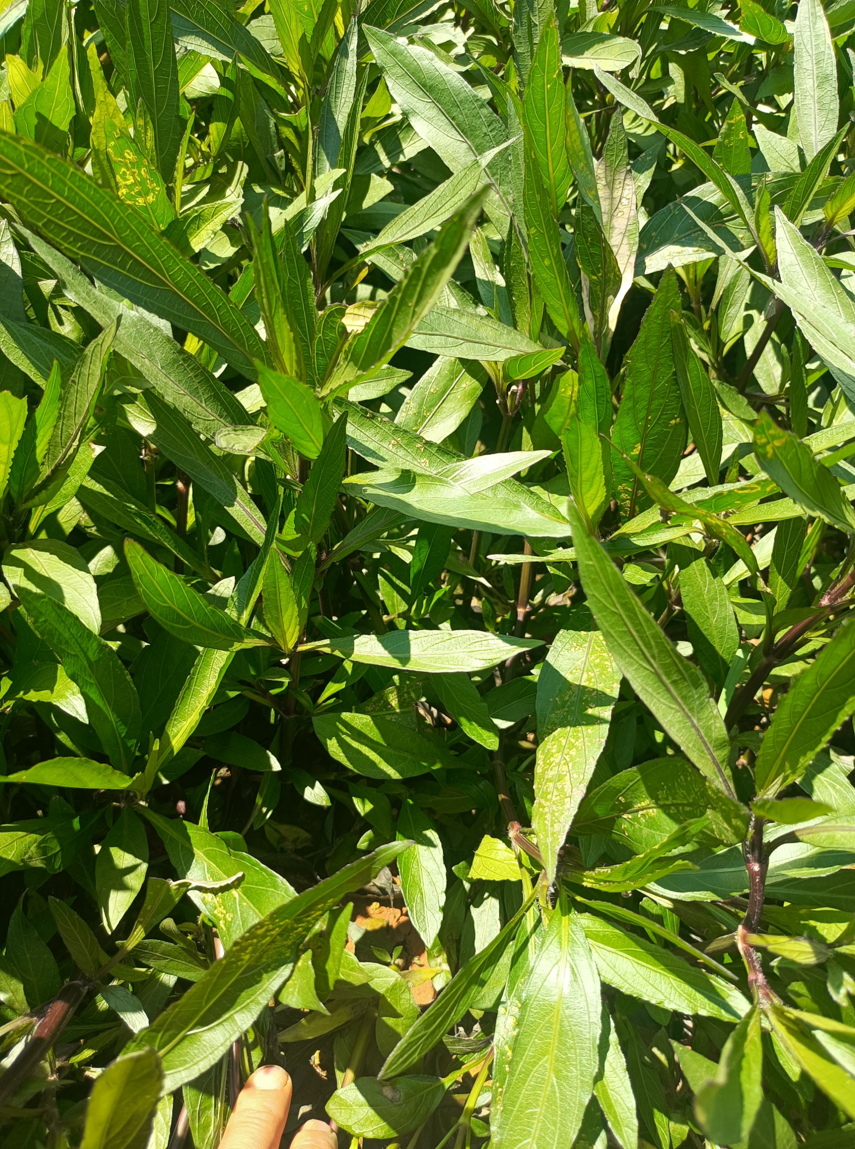 宜良县翠芦莉盆栽  翠芦莉 翠芦莉小袋苗  中袋苗 长期供应各种规