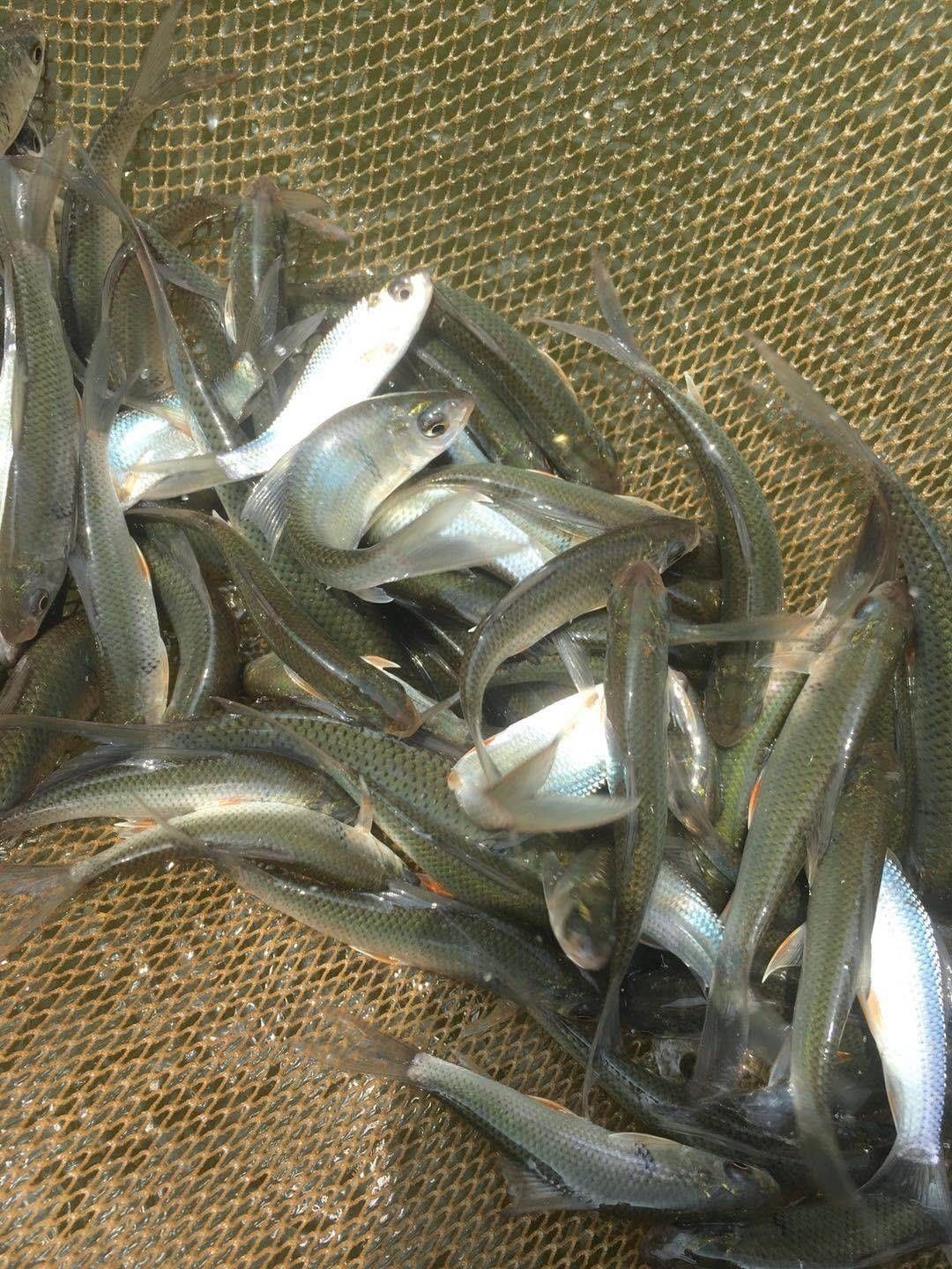 麦穗鱼水花  麦鲮水花