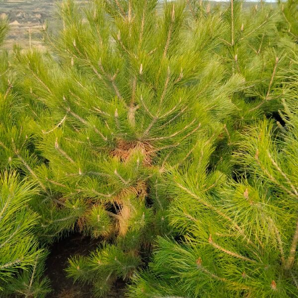 精品定植油松，一米五，两米，三米