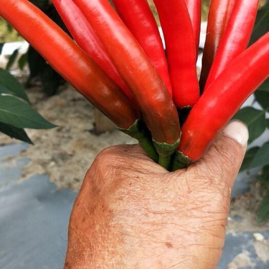 罗定市朝天椒  红色朝天辣椒