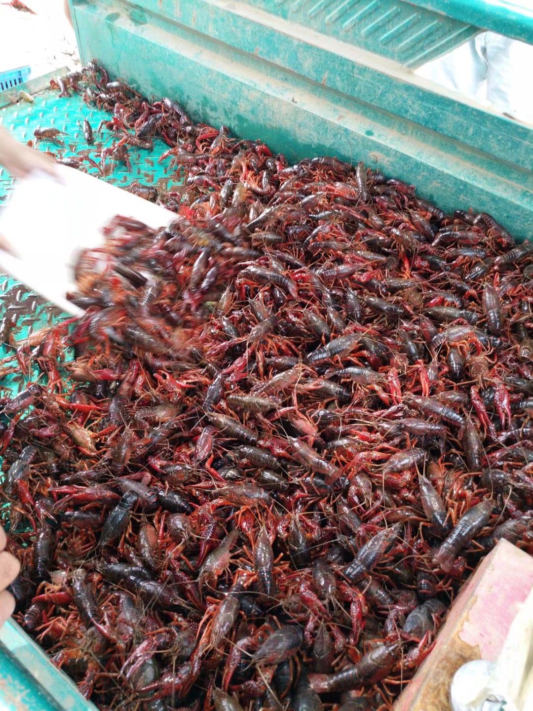 江苏盱眙小龙虾456钱789钱规格齐全干净有肉龙一手货源