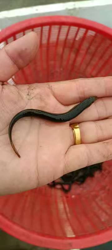 鱼苗  杂交泥鳅 泥鳅 周期短 亩产量高 适合全国各地养殖户饲养