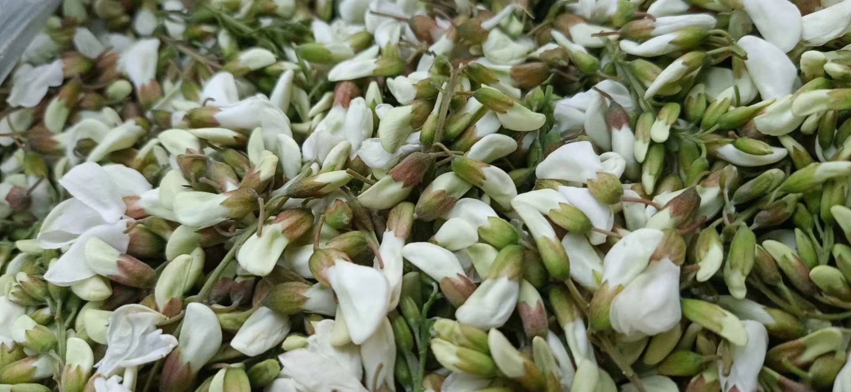 秦岭山洋槐花现货发售