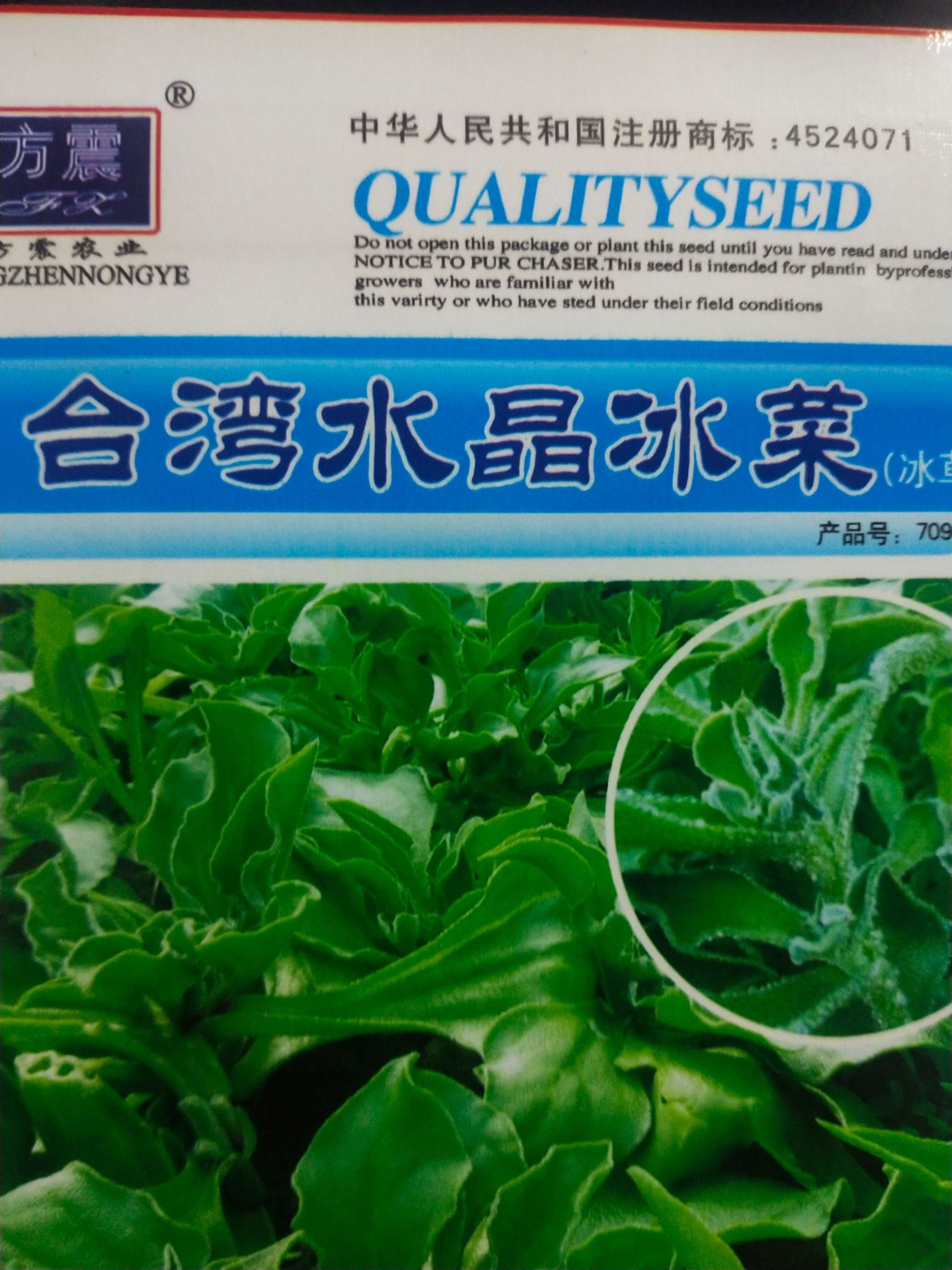 冰草种子  水晶冰菜 口感新鲜，冰冰爽爽，常凉