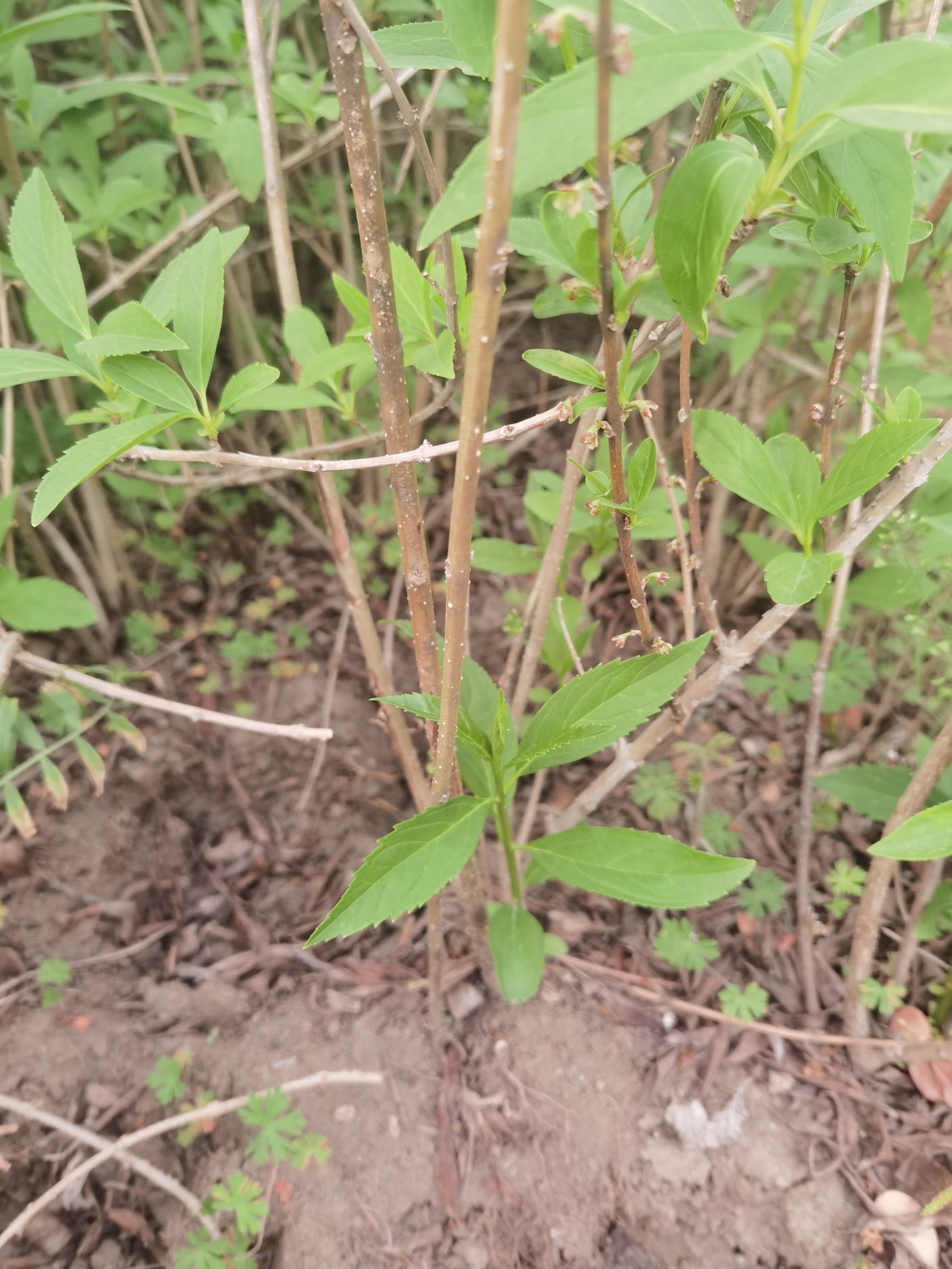 东北连翘苗 连翘球 基地 大量出售 各种规格