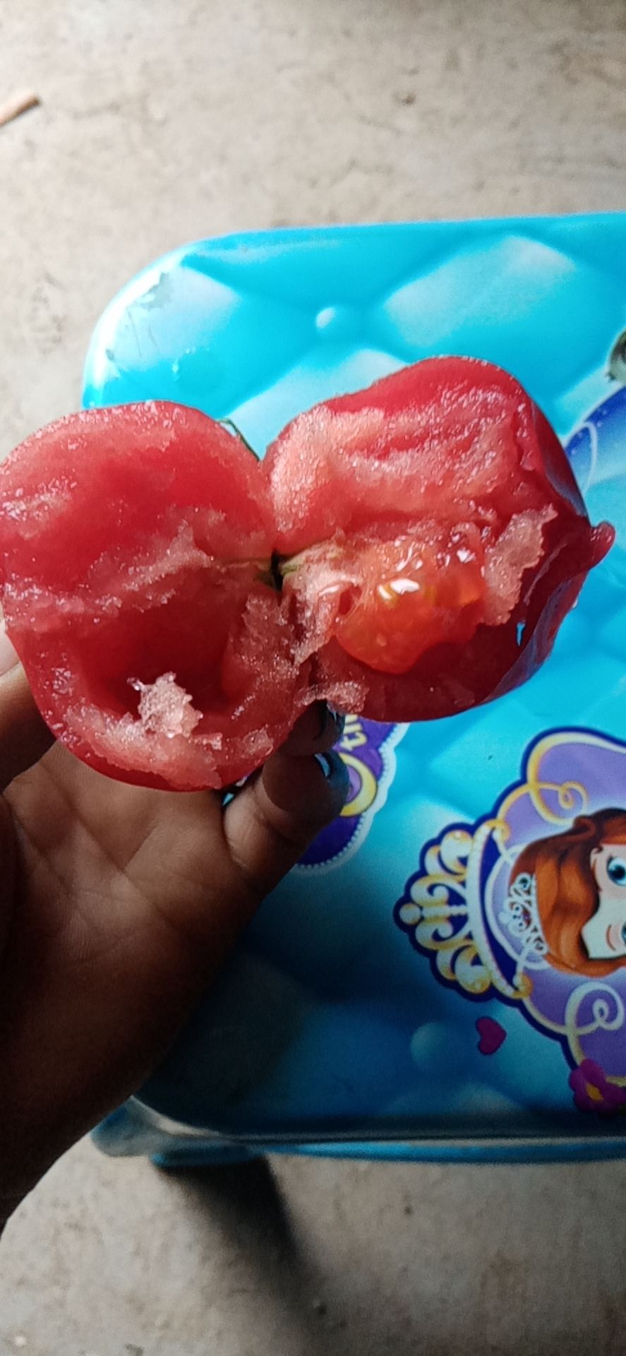 硬粉西红柿  绿色水果西红柿