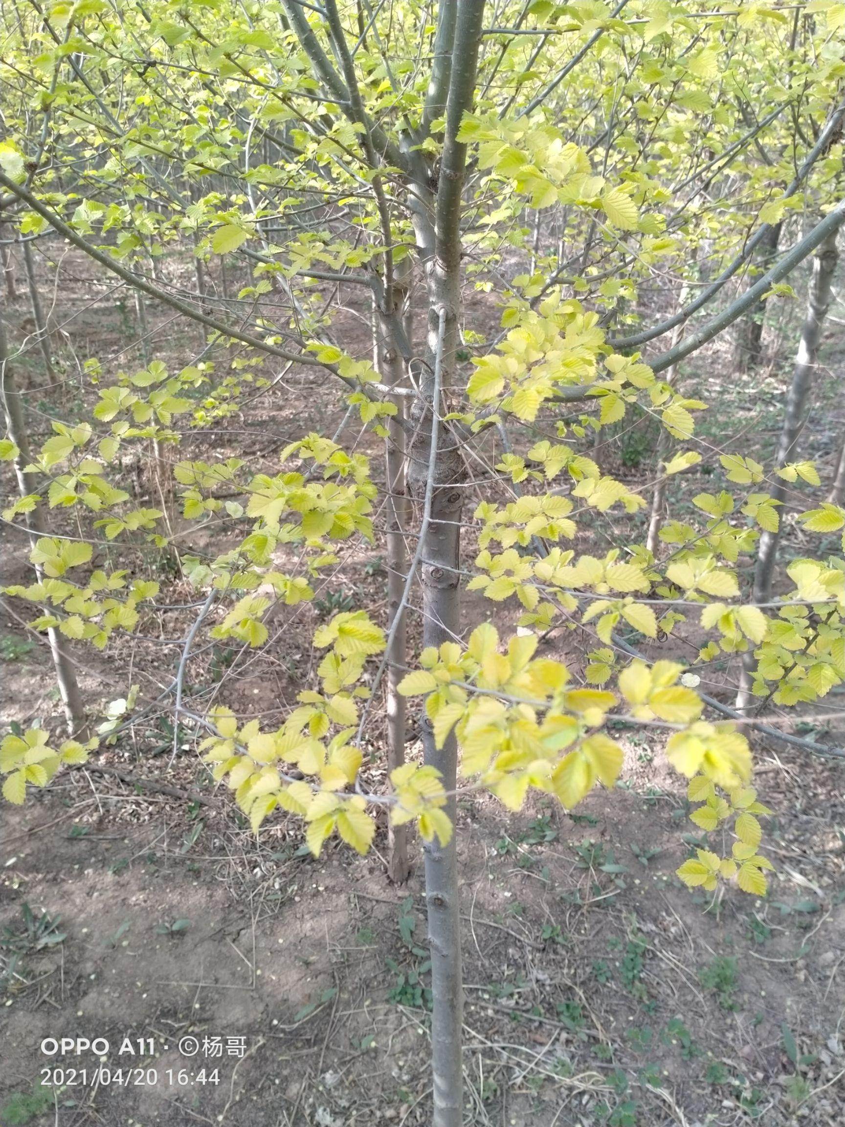  金叶榆3公分到六公分有需要的老板联系