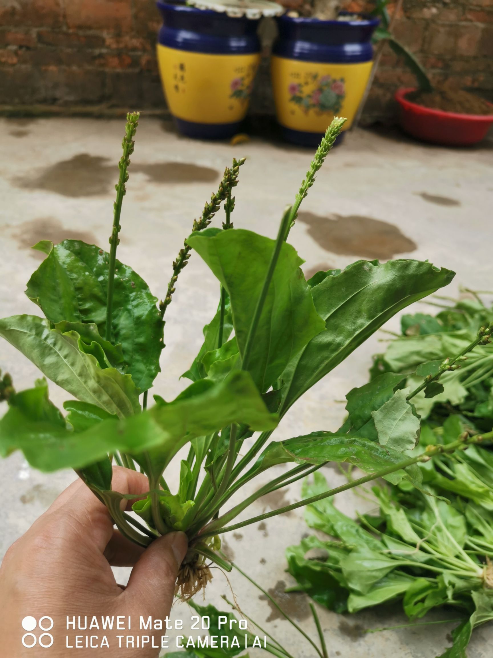 车前子  车前草，平车前，车茶草，哈蟆叶