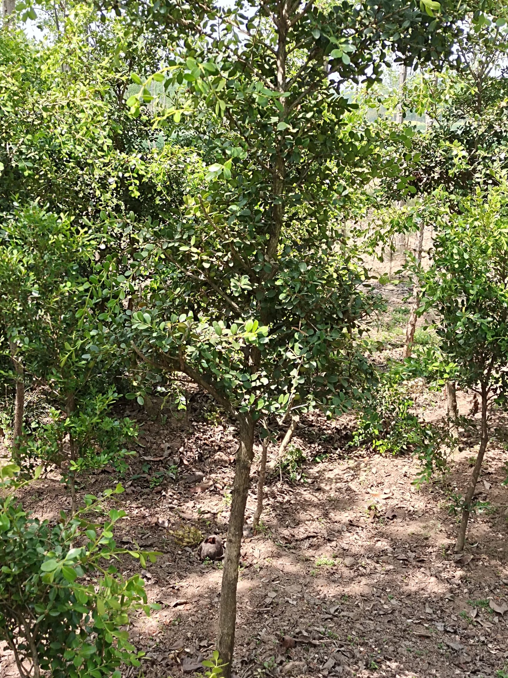 高杆瓜子黄杨地径3公分高1.8－2.2米大型绿植庭院别墅工程