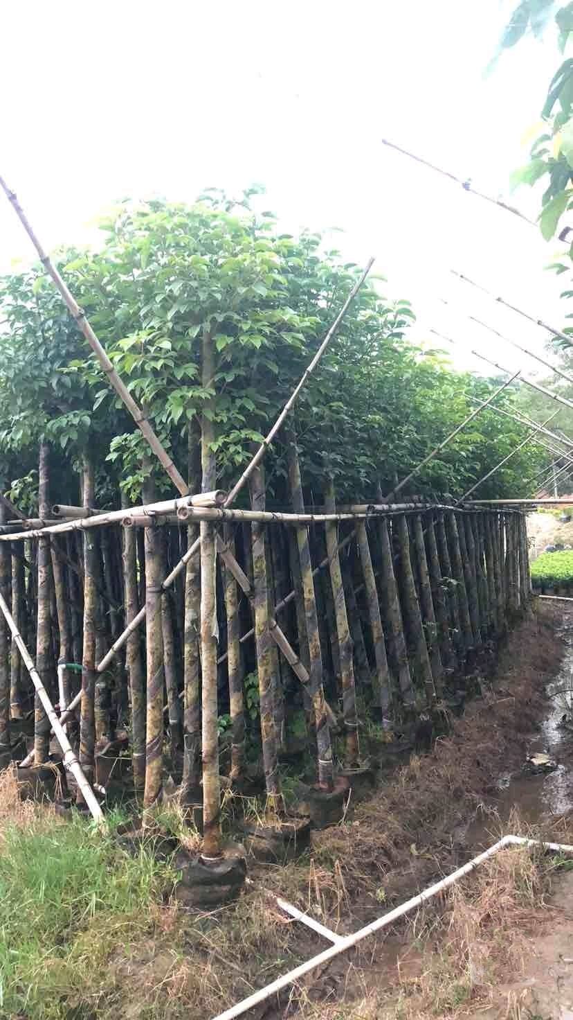 秋枫   4~15分
