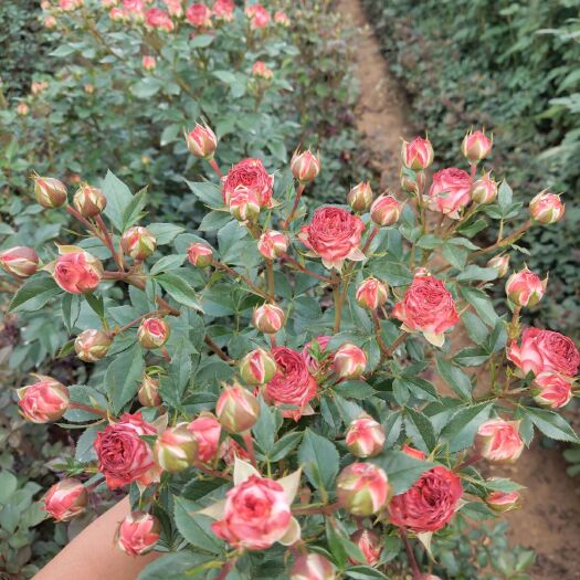 昆明月季苗  云南昆明基地直供多头切花月季四季开花花量大成活率高