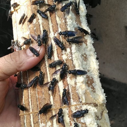 兴安县黑水虻  品质虫卵，量足货足，量大从优