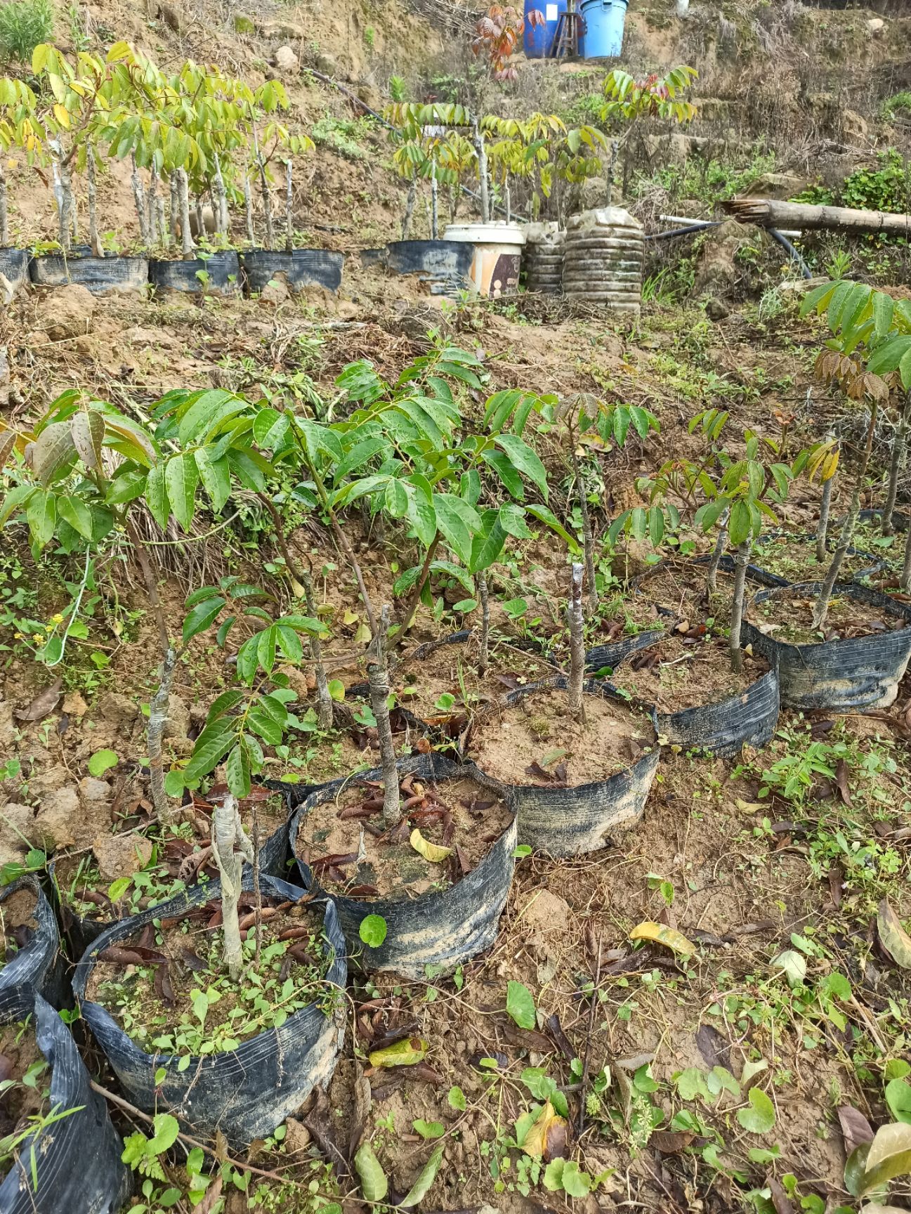 青橄榄苗  青橄榄树苗 香甜榄 凌峰橄榄树苗 2号橄榄树苗