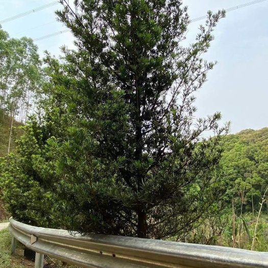 南宁小叶罗汉松 罗汉松