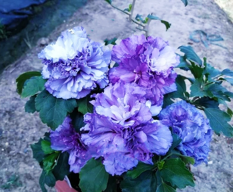 红花木槿 日本花卉紫玉木槿