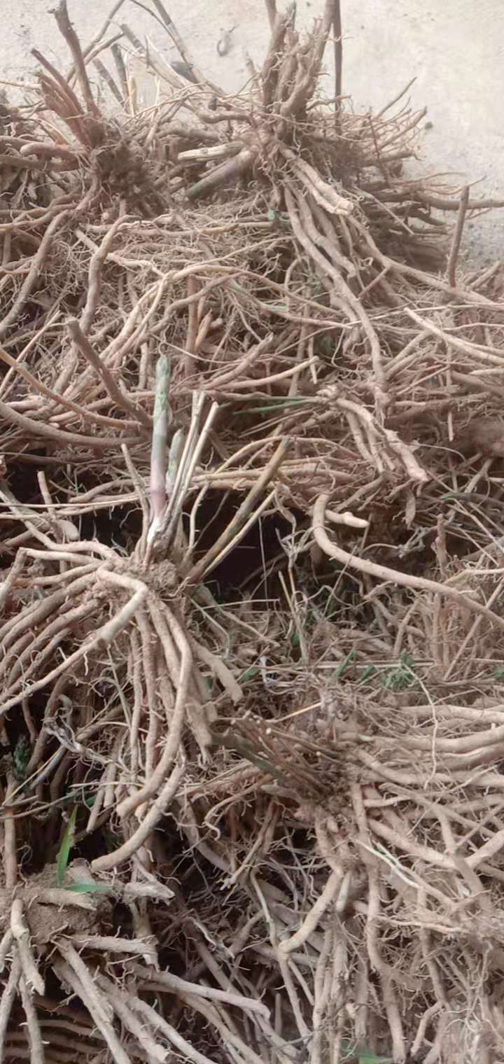 芦笋种苗 芦笋苗  基地现挖芦笋大苗批发