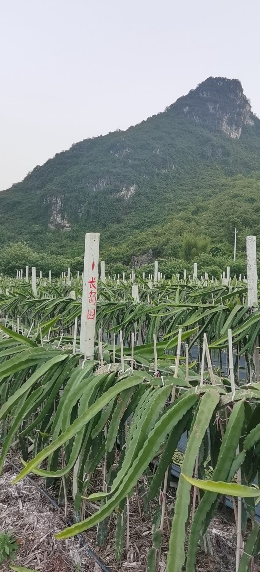 红宝龙火龙果苗  出售红宝龙红心火龙果