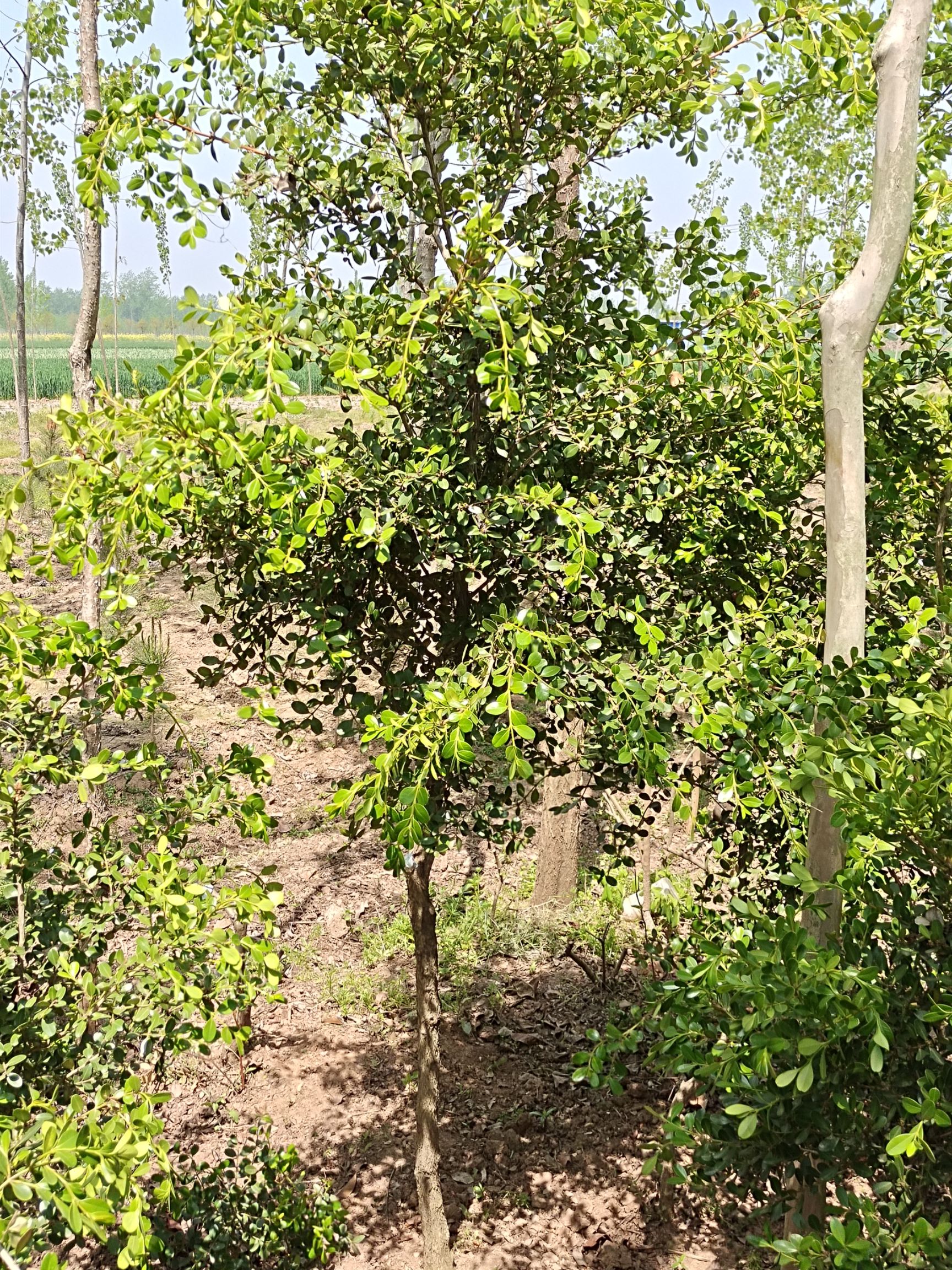 高杆瓜子黄杨地径3公分高1.8－2.2米大型绿植庭院别墅工程