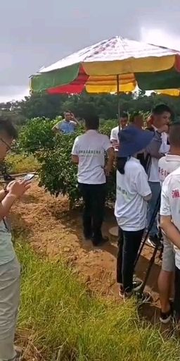 浦北县香蜜黄皮苗  桂浦联成香蜜黄皮果：雨天不爆裂适合南北地方种植