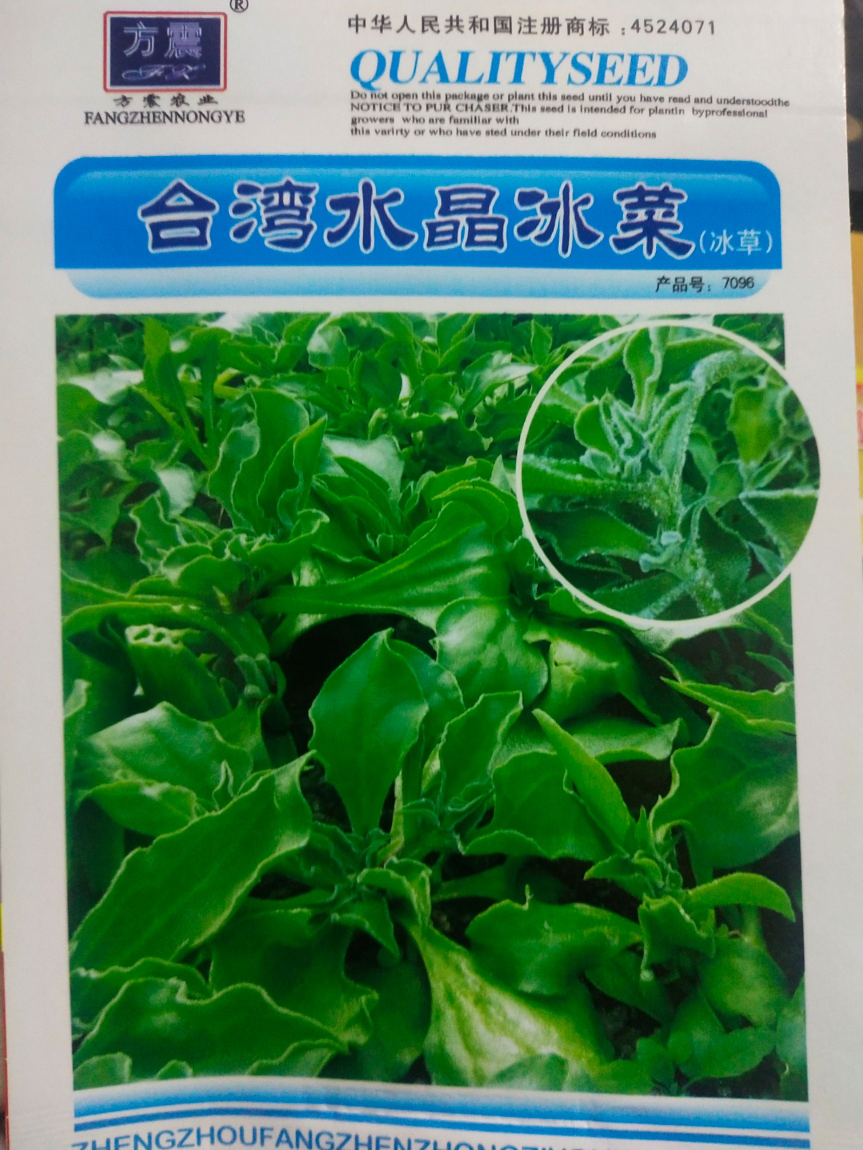 冰草种子  水晶冰菜 口感新鲜，冰冰爽爽，常凉