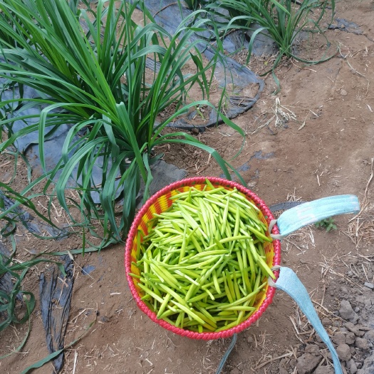 新泰市 黄花菜