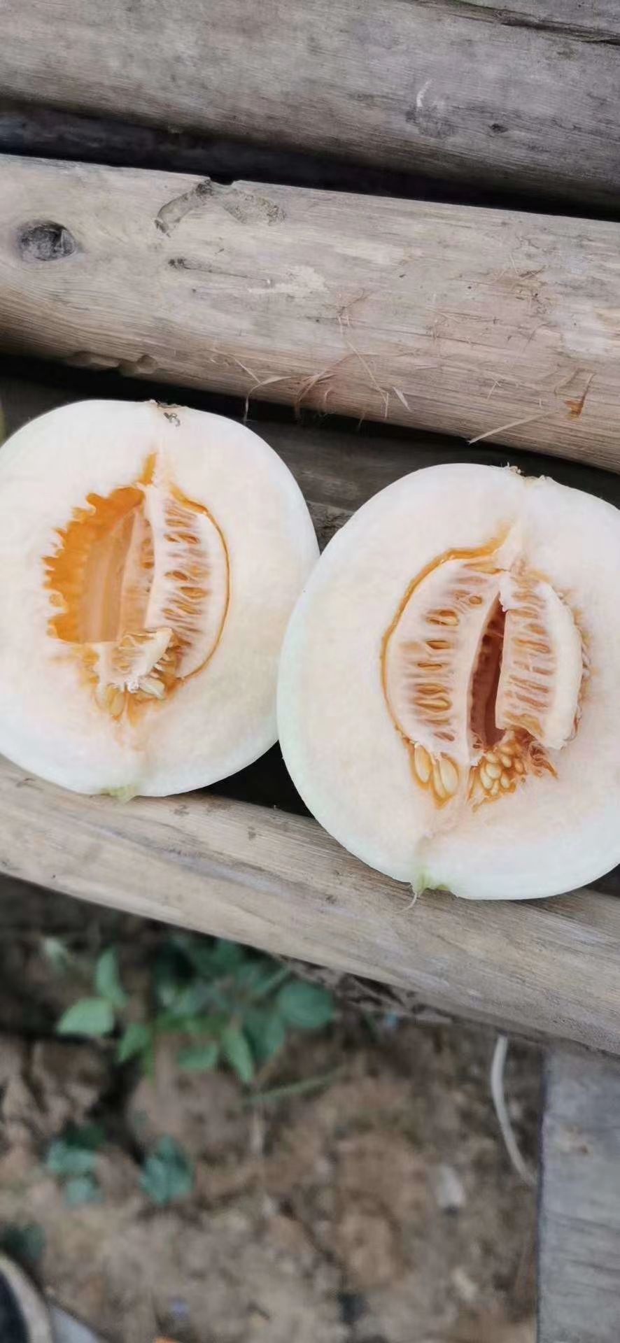 白玉甜瓜,颜色好看，个头均匀,质量保证