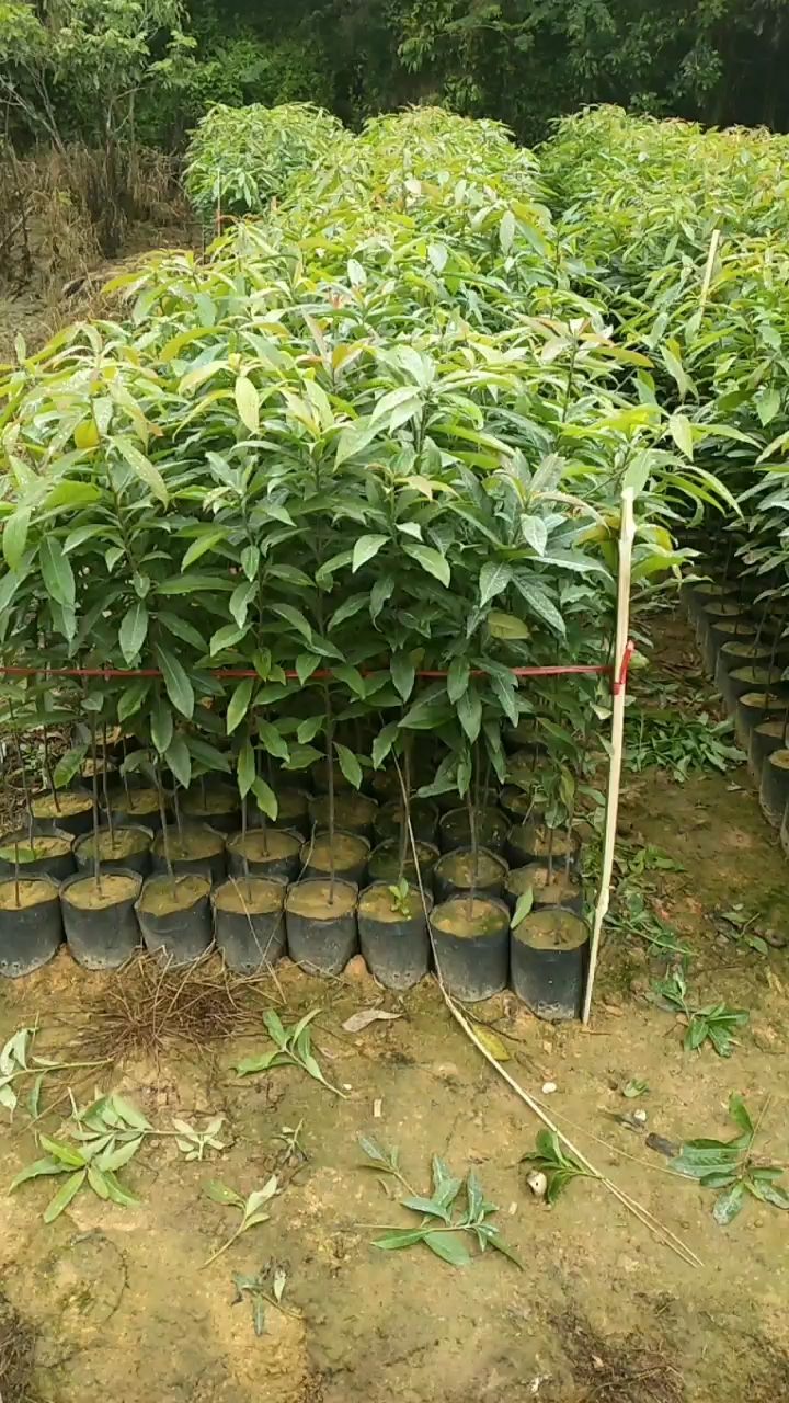 木荷大袋苗，5斤木荷大杯苗供应，