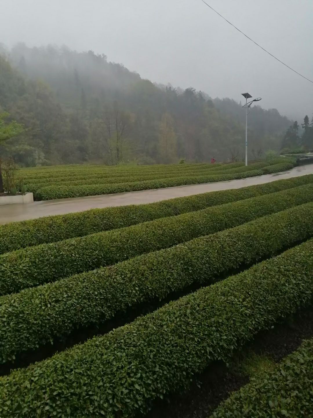 高山云雾绿茶，茶园自采，精细加工，有毛尖毛峰绿茶等多品类