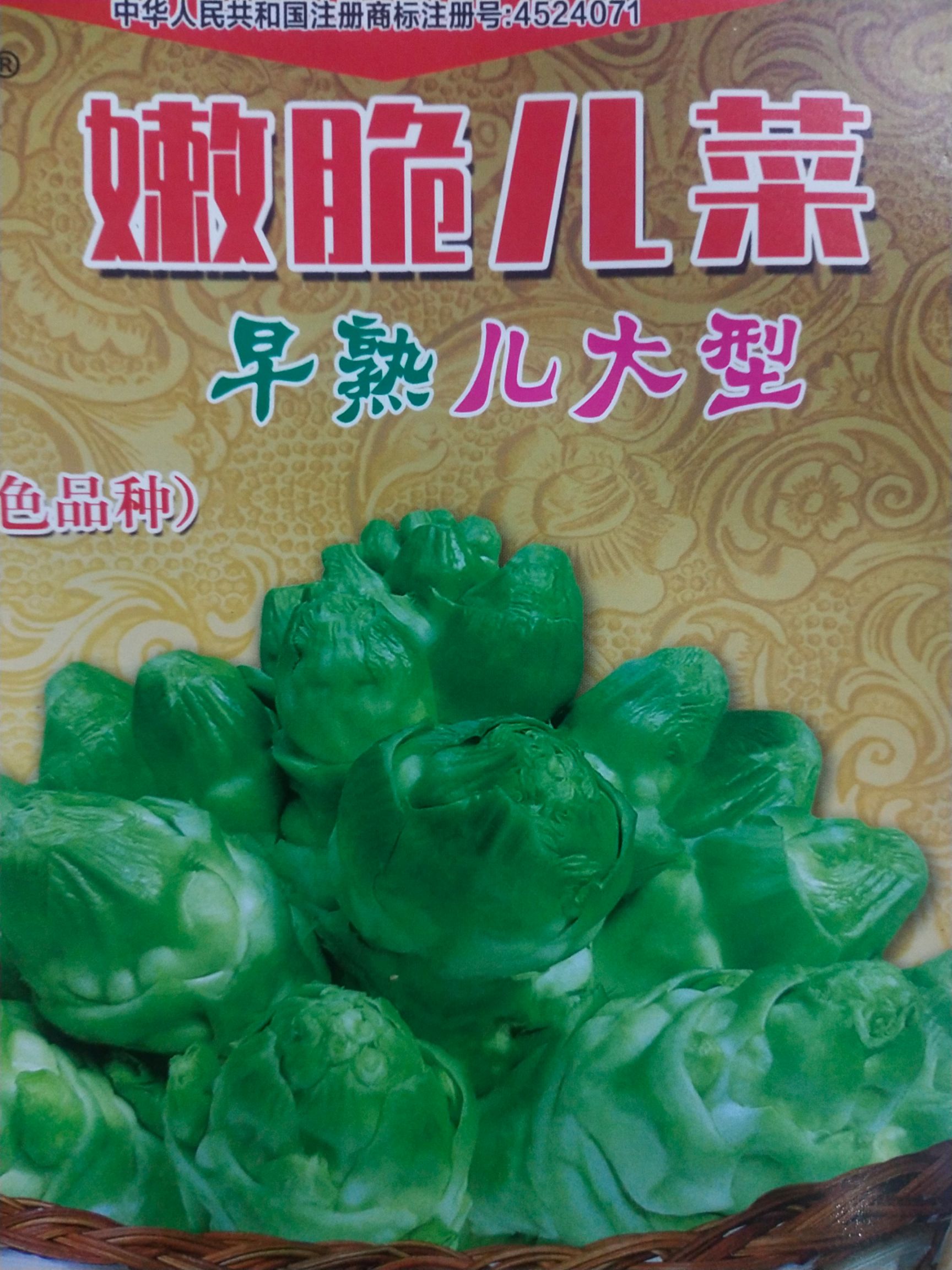 芥菜种子 嫩脆儿菜又叫抱子芥菜 植株长势，儿芽个头大，产量