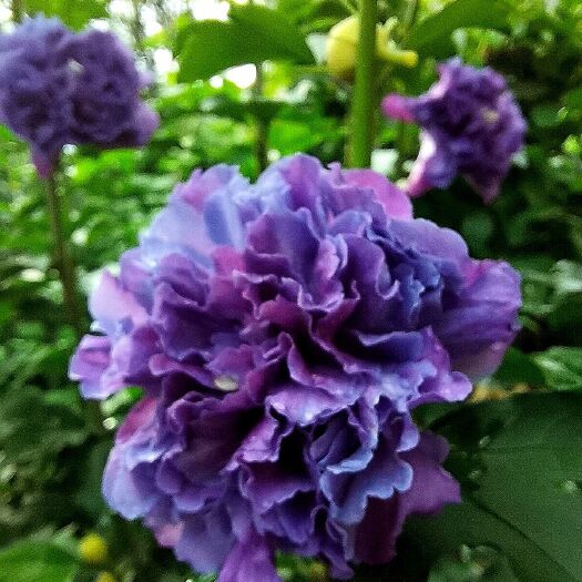 灵川县红花木槿 日本花卉紫玉木槿