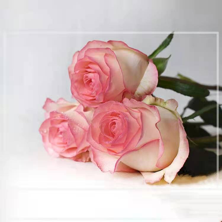 玫瑰苗  云南昆明基地直供粉色玫瑰花苗大花型玫瑰四季开花成活率高