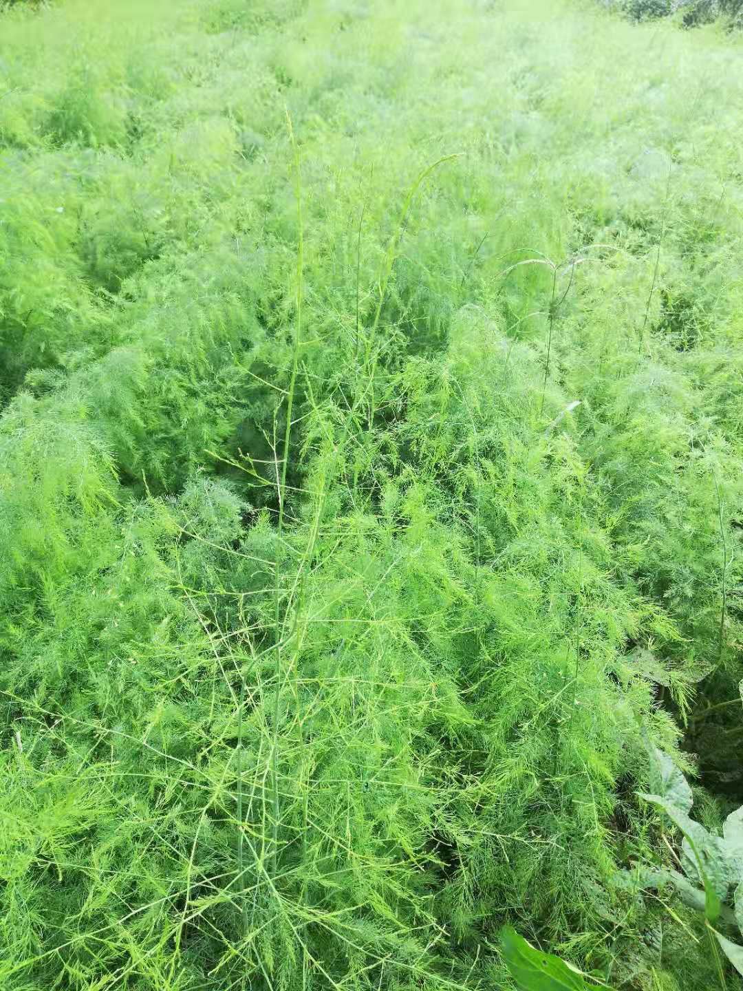 芦笋种苗 芦笋苗  基地现挖芦笋大苗批发
