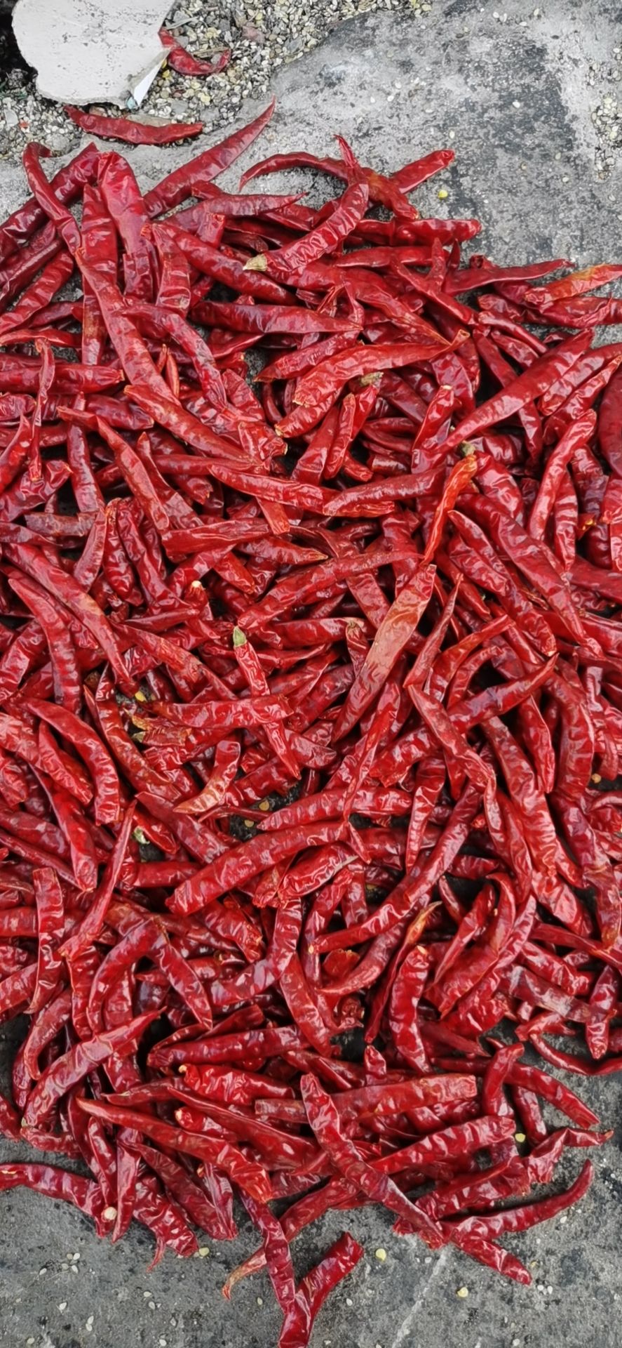 印度干辣椒 爆辣王 魔鬼椒辣度刚刚的 孜然