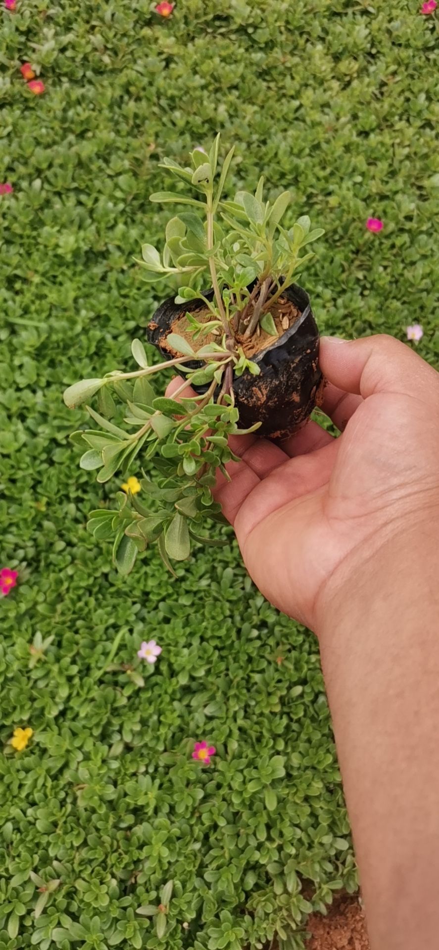 草花  优质太阳花 多色太阳花 场地直发 量大优惠