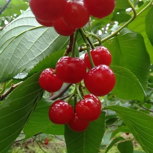 拉萨红灯樱桃 樱桃