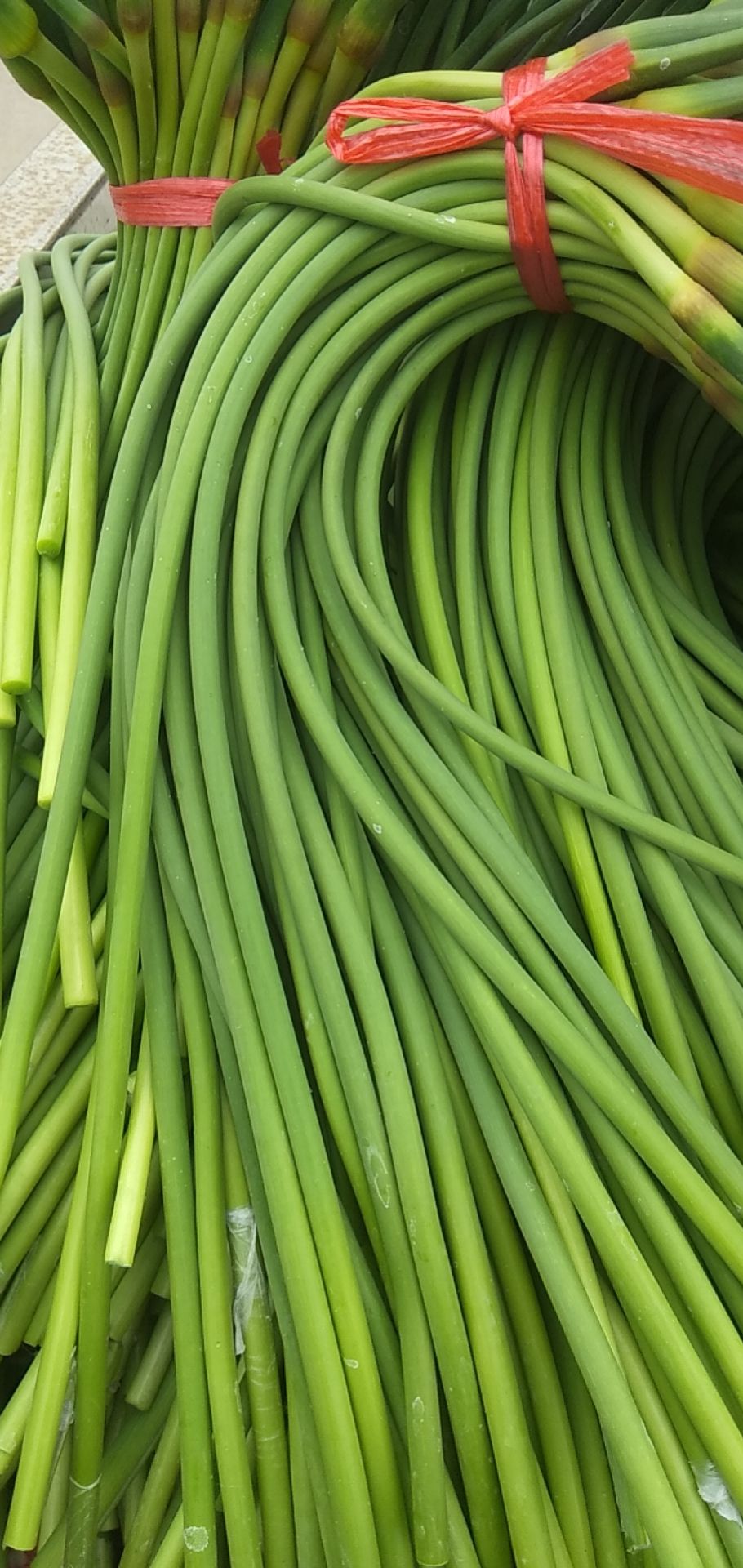 红帽蒜苔 大名优质蒜薹，即将上市，