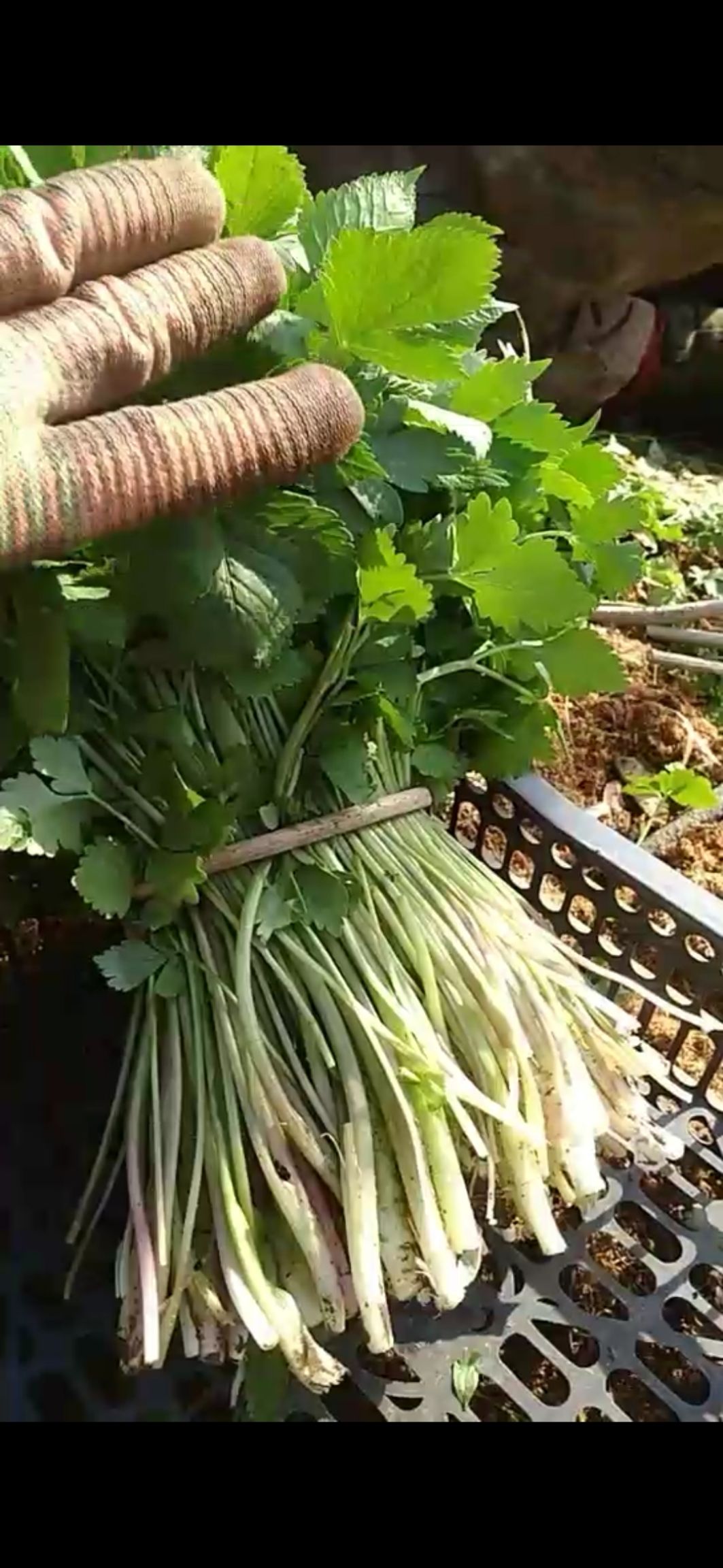 大叶芹