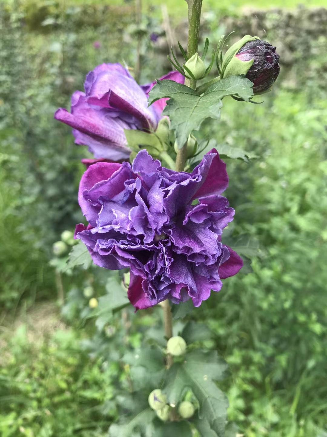 红花木槿 日本花卉紫玉木槿