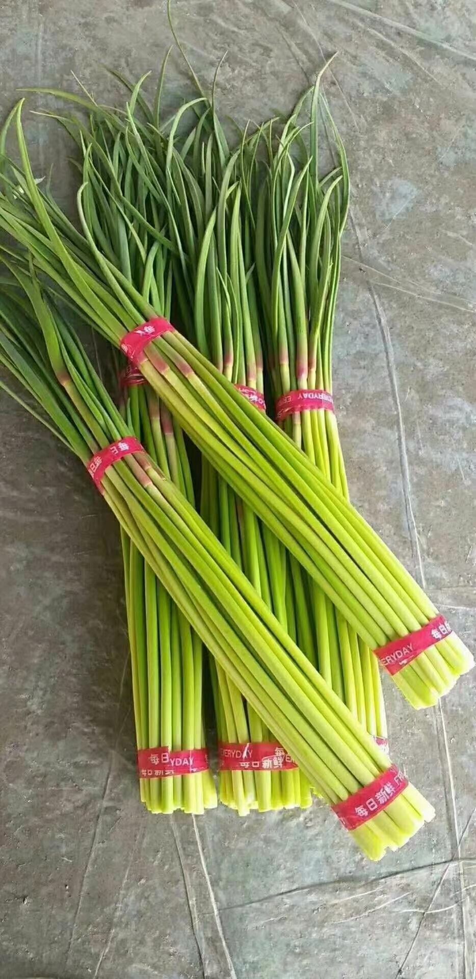 邳州红帽蒜苔（头岔中期苔）大量上市中