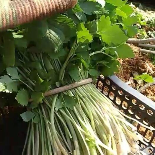 集安市大叶芹