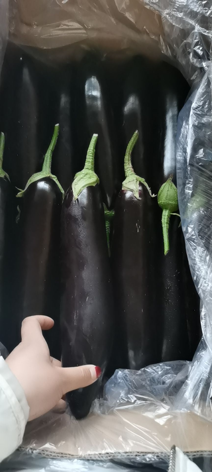 紫长茄  茄子大量现货价格便宜