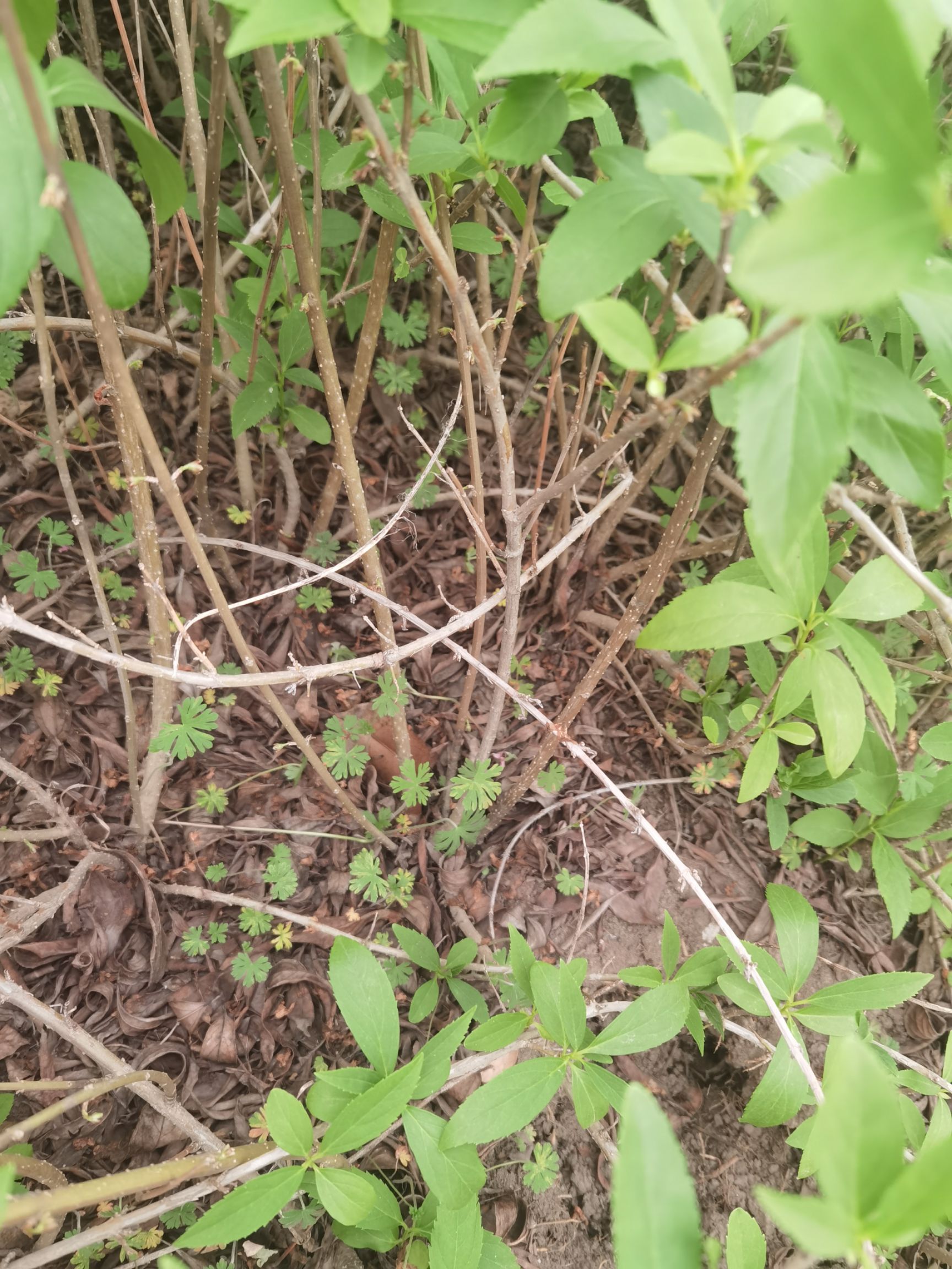 东北连翘苗 连翘球 基地 大量出售 各种规格