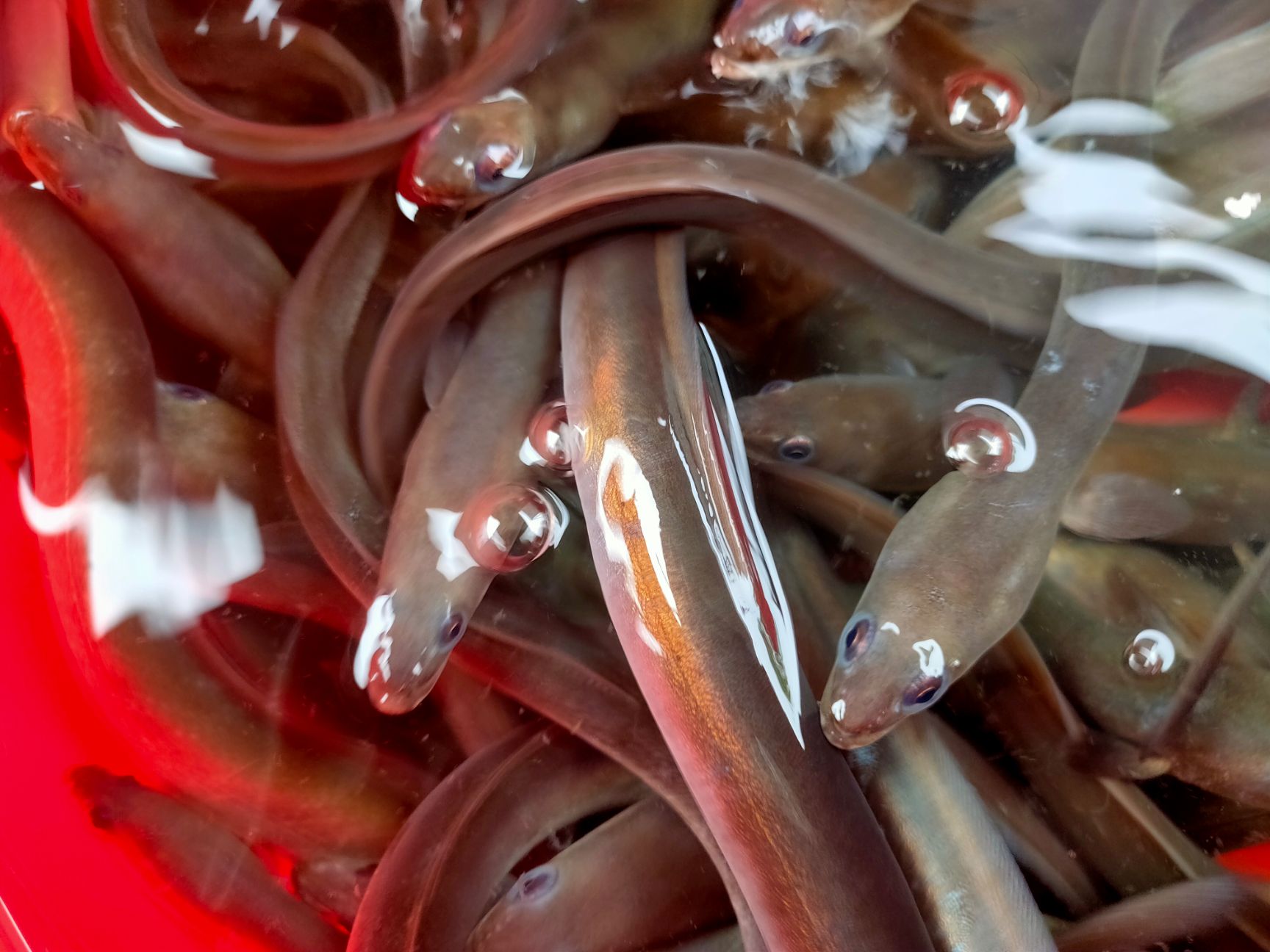 【鳗鱼苗】精选鳗鱼苗 白仓苗 淡水白鳝苗 量大从优